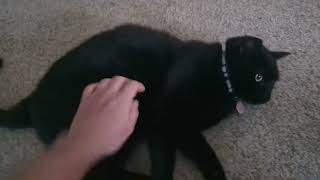 Black Cat Gets Belly Tickled