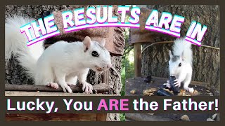 Lucky Jr white squirrel