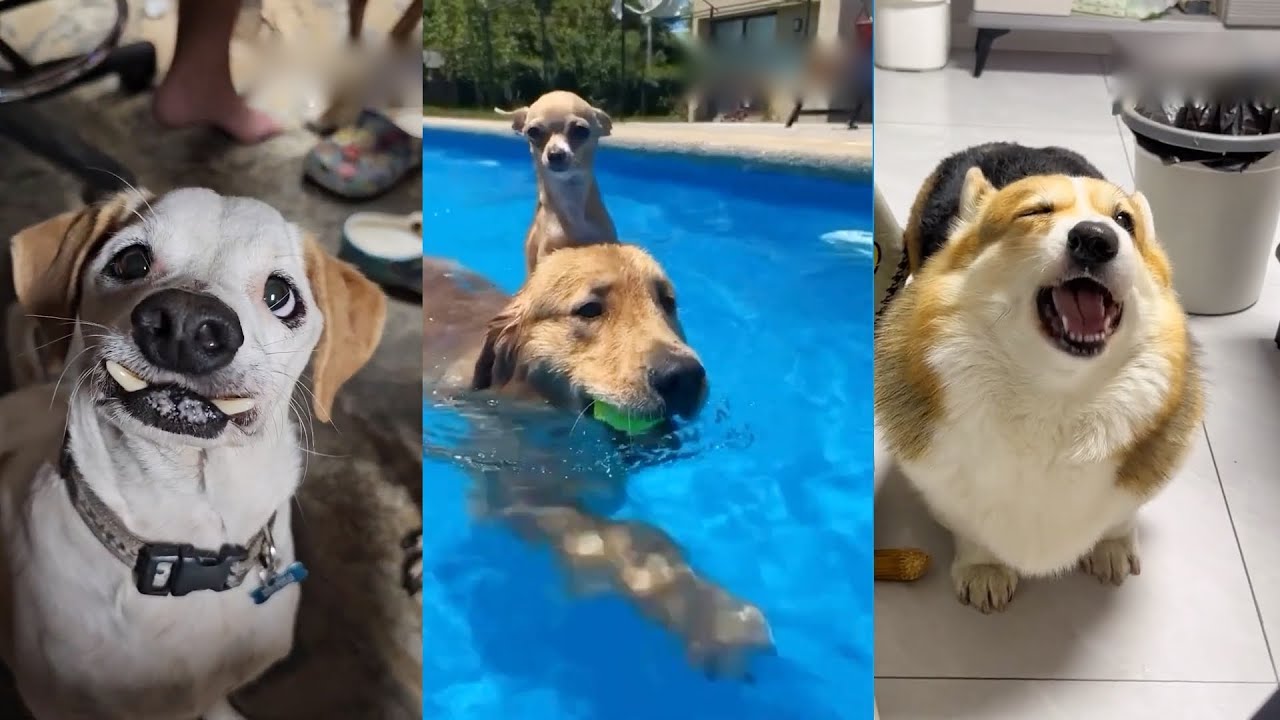 Epic Pet Fails 2024! 😹 Funniest Animal Moments Compilation Part  16| Can't Stop Laughing