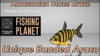 Unique Banded Aracu - Amazonian Maze Brazil - Fishing Planet Guide