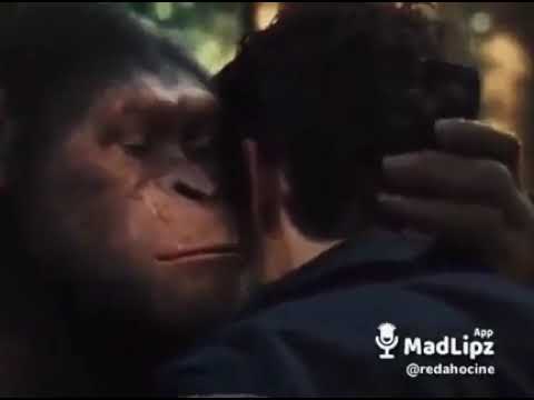 ميمز القرد سيزر