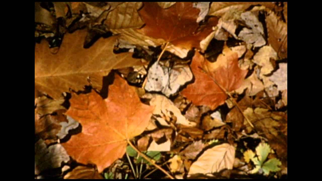 Autumn Leaves And Colors - YouTube
