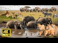 4K African Animals: Mount Longonot National Park - Amazing Animal Discovery With African Music