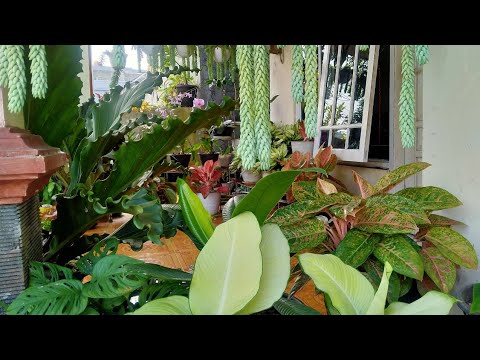 TERAS JADI CANTIK DENGAN TANAMAN HIAS|TANAMAN HIAS DIDEPAN RUMAH - YouTube