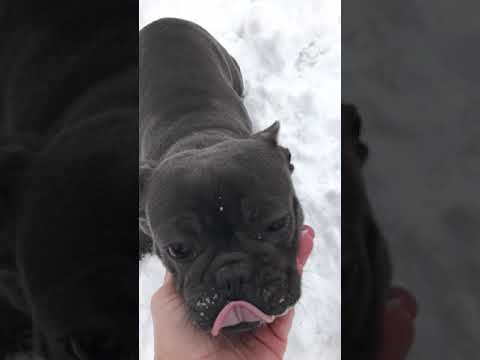 TomKingsKennel Baby 3 camera iphone 8 plus apk
