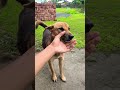 #viralvideo