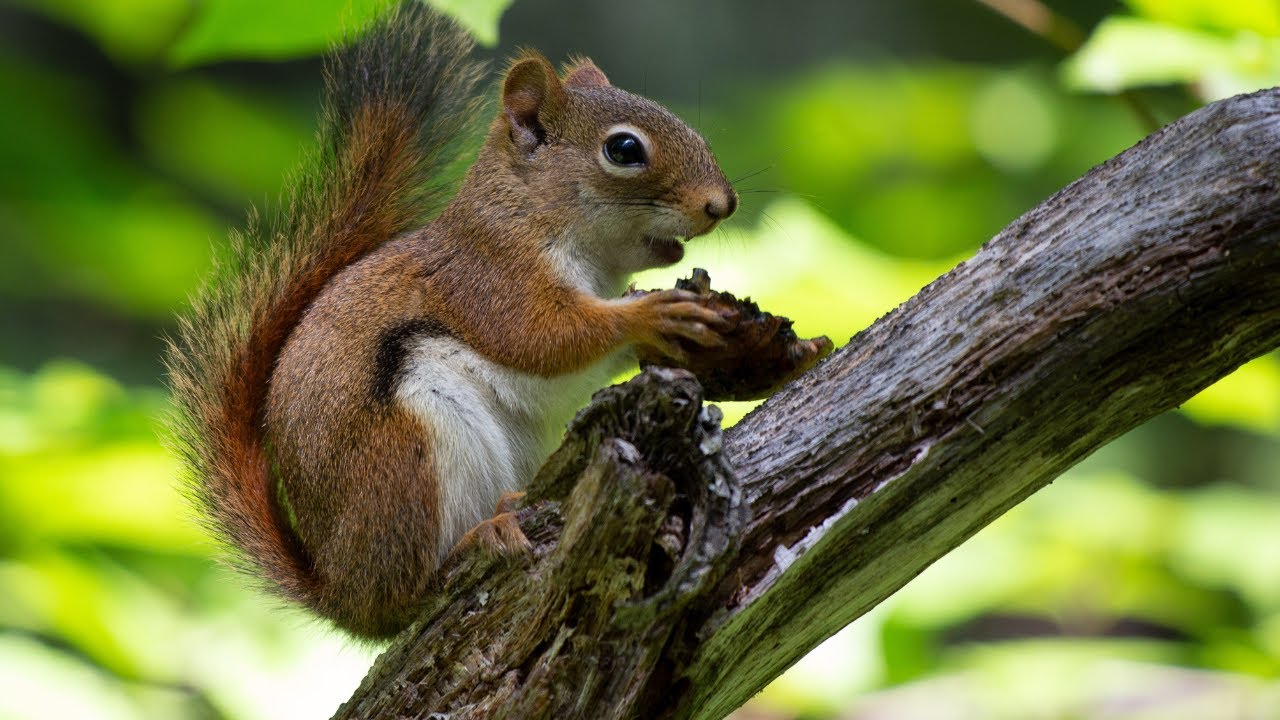 Chipmunk vs Squirrel