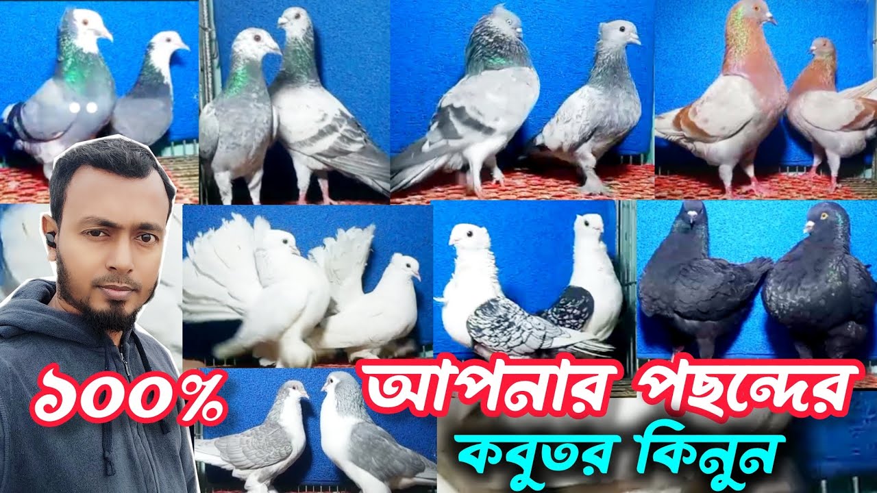 আপনার পছন্দের কবুতর কিনুন 🥰 #কবুতরের_ভিডিও #কবুতর_পালন 