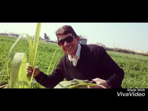 كوم حمادة أجمل الذكريات