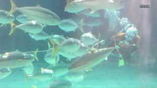 水族館に海猿〝出動〟