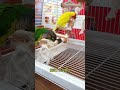 “OMG My Parrot Said WHAT?! 😱😂”“You Won’t Believe This Cute Parrot’s Reaction! 🐦💛”“My Parrot’s Funn