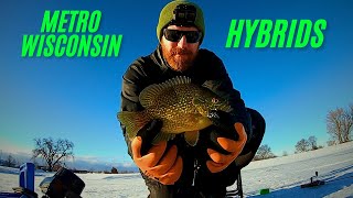 Pounding Wisconsin Metro Hybrids! 50 Fish Day