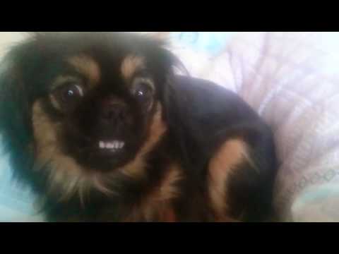 ბიბო პეკინესი bibo pekinesi