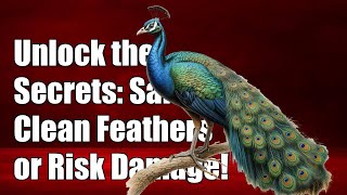 Unlock the Secrets: Safely Clean Peacock Feathers or Risk Damage!