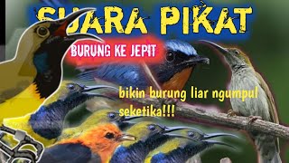Suara pikat burung kejepit paling ampuh @jahidchannel5459 