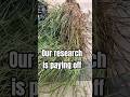 The value of our R@D is going to help to save the planet. VETIVER TECHNICALLY SOLUTIONS.com with 🆘