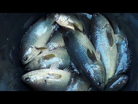 Mancing Di Sungai Umpan Menggunakan Jangkrik