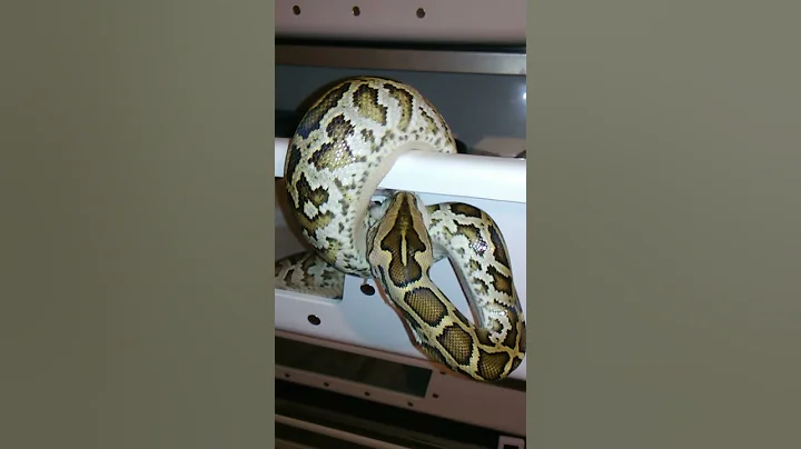 Burmese python feeding check it out..