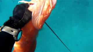 Spearfishing Okinawa 3 Large SHARKS 12lb Coral Trout GoPro Hero 2