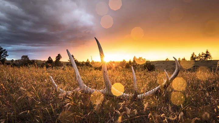 Learn to Shed Hunt with Steven Drake!