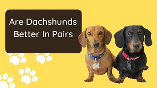 Do Dachshunds Do Better In Pairs?