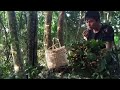 Harvest Forest Longan, Survival Instinct, Wilderness Alone | Thu hoạch quả nhãn rừng (ep108)