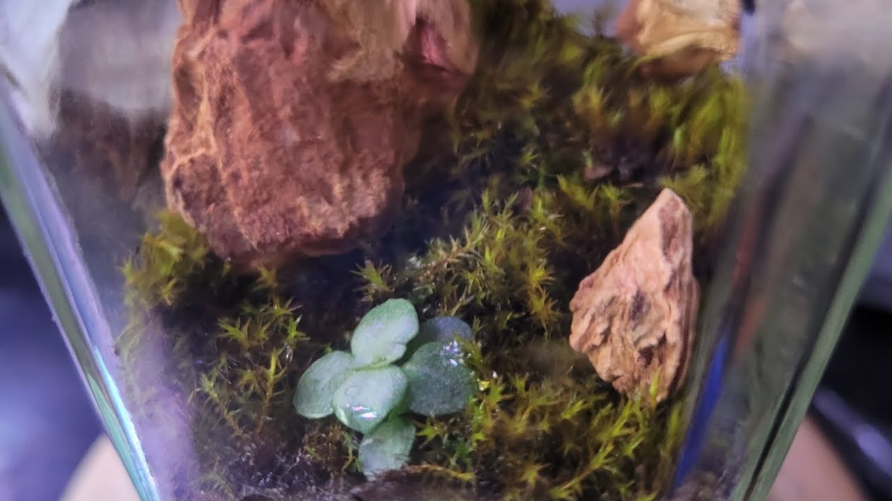 I made a moss and a bark terrarium.  read description.