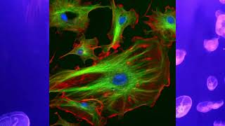 What is fluorescence
