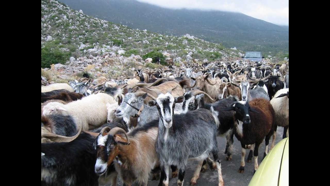 Goat breeds