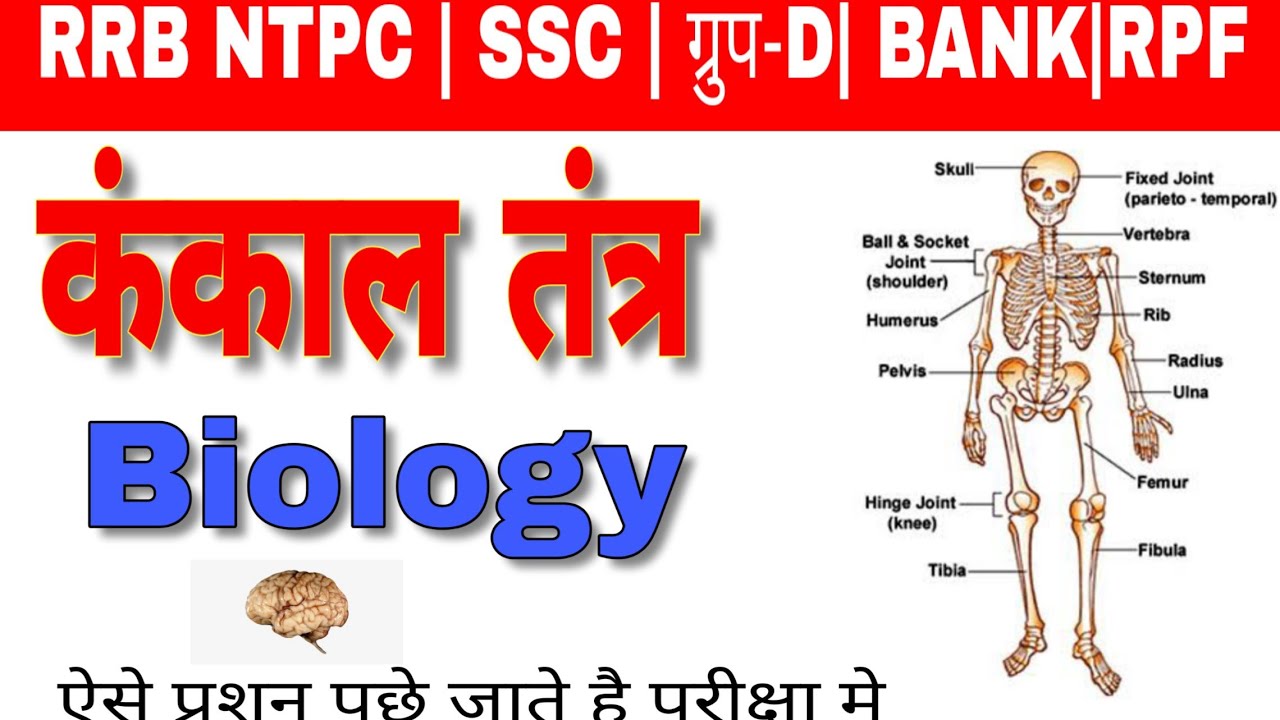 BiologyGk:skeleton  system(कंकाल तंत्र)|general science,ssc,ntpc,rrb,बायोलॉजी|Rpn1 Study Point