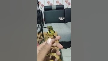 Sogon GACOR DAN JINAK #sogon #sogokontong #shorts