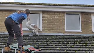 A Swan Rescued From The Roof