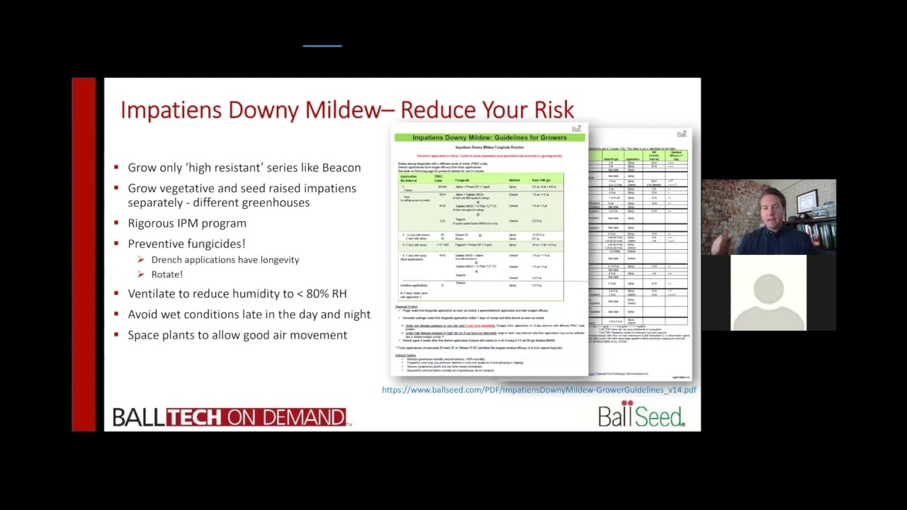 Impatiens Downy Mildew: Reduce Your Risk