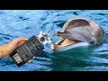 Making music with rescue dolphins!