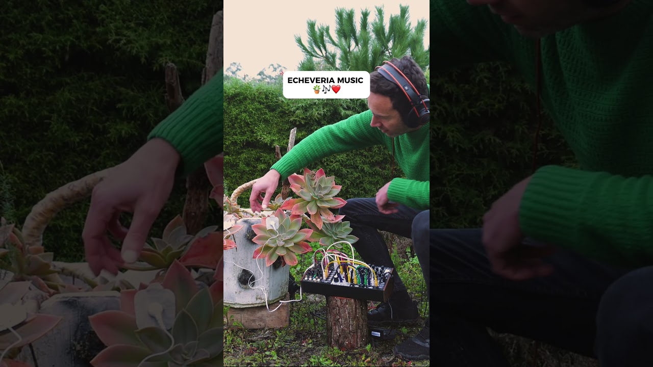 Echeveria Music 🪴🎶