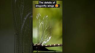 finest details of dragonfly wings 😍 #shorts #nature #animals