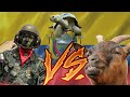 ECUADOR🇪🇨vs.LAS CABRAS🐐|El Proyecto Isabela en las islas GALÁPAGOS | #Ecuador #Shorts