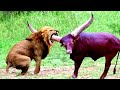 20 TIMES ANIMALS MESSED WITH THE WRONG OPPONENT!