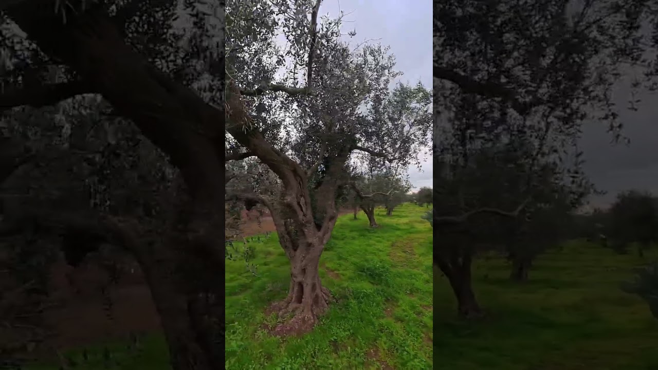 Rigenerazione degli ulivi.