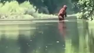 Sasquatch Footage Crossing Michigan River Carrying Infant Bigfoot