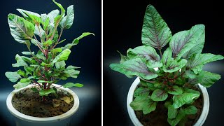 Growing Amaranth From Seed Time Lapse