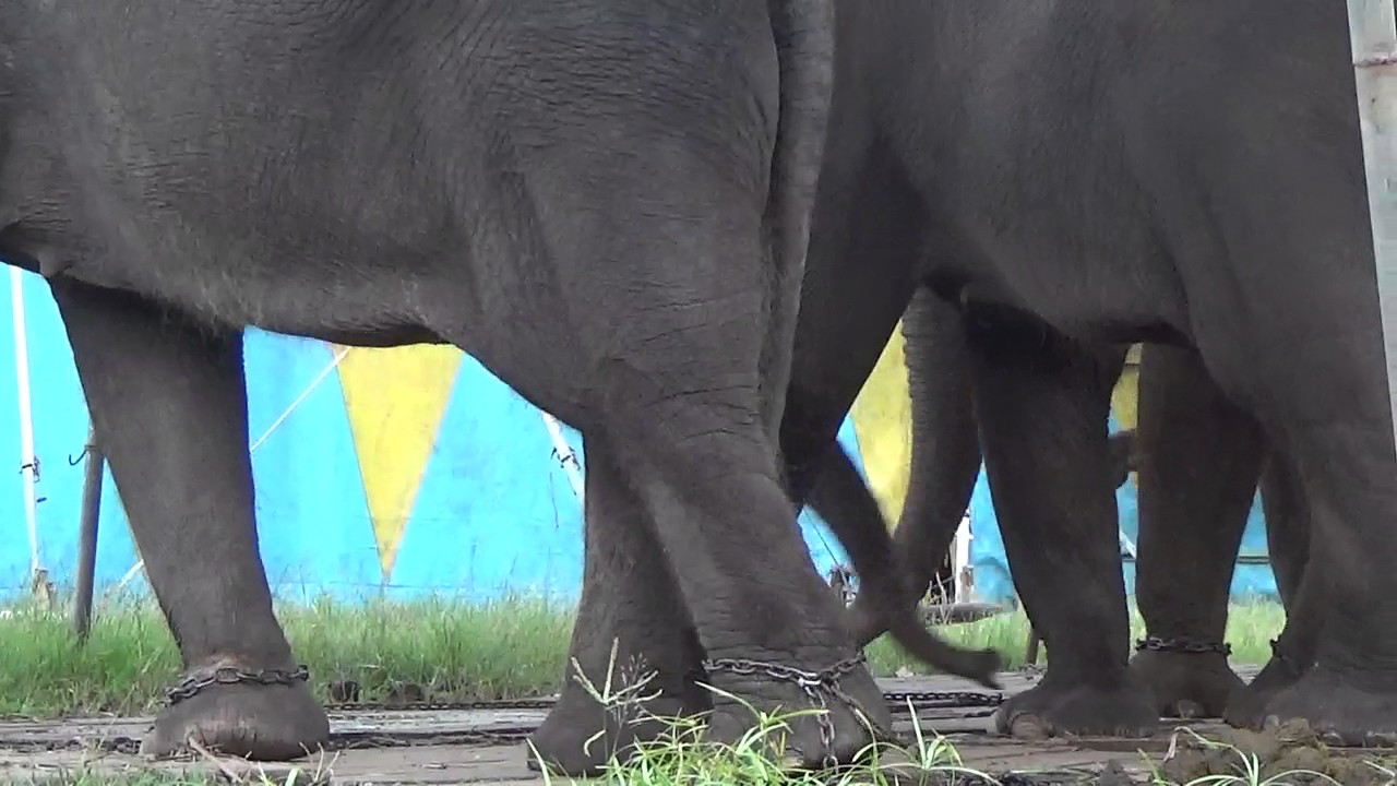 beruang madu kurus Before and after the show, two legs of circus's elephants are chained