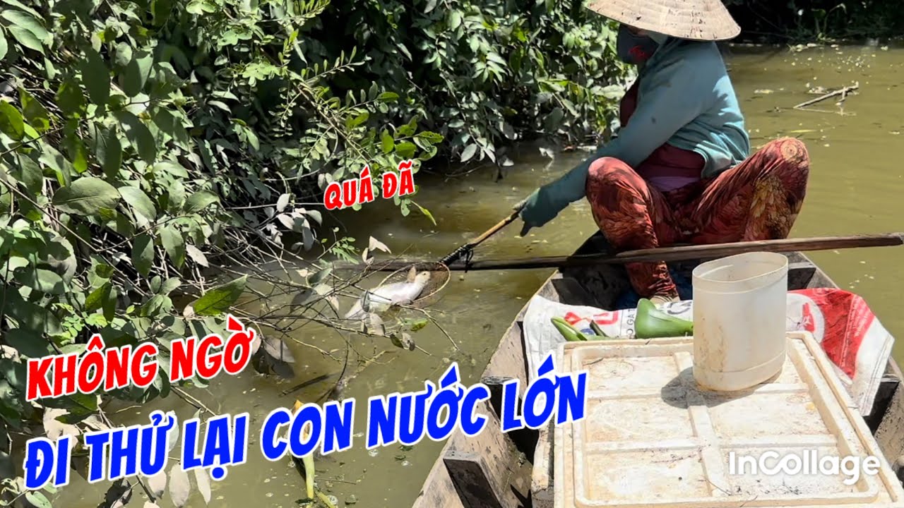 Western fish // Life of making a living-a very lucky day with lots of fish XC84tv