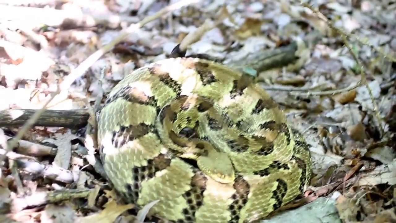 serpentor Timber Rattlesnake Rattling