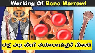 How Blood Cells Are Produced Inside Bone Marrow? | Stem Cells And Blood Gfacts