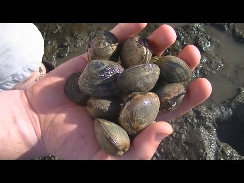 WA (Shell)fish Quest EP 14: Manila Clam 