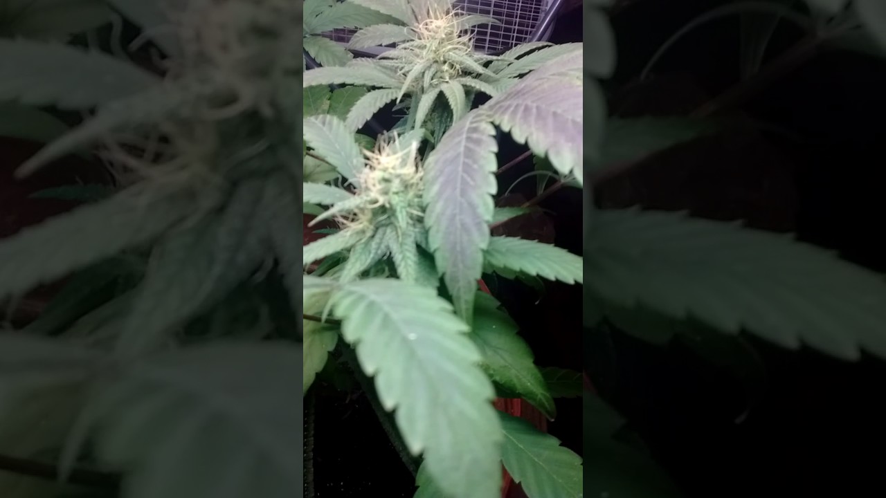 Indoor CFL weed grow day 45 of flower