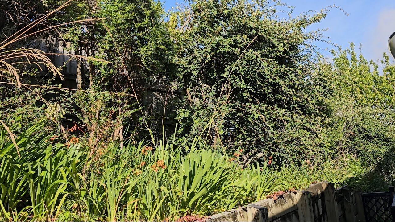 The Owner Almost Gave Up on This Garden | We Had No Idea Where to Start!