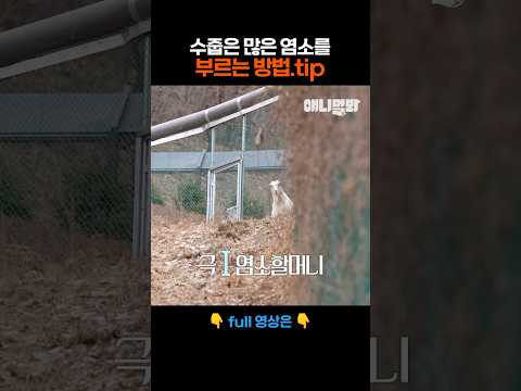 줄곧 안 내려오던 산양할머니가 먹이가 오자... #애니멀봐 #shorts #산양 #염소
