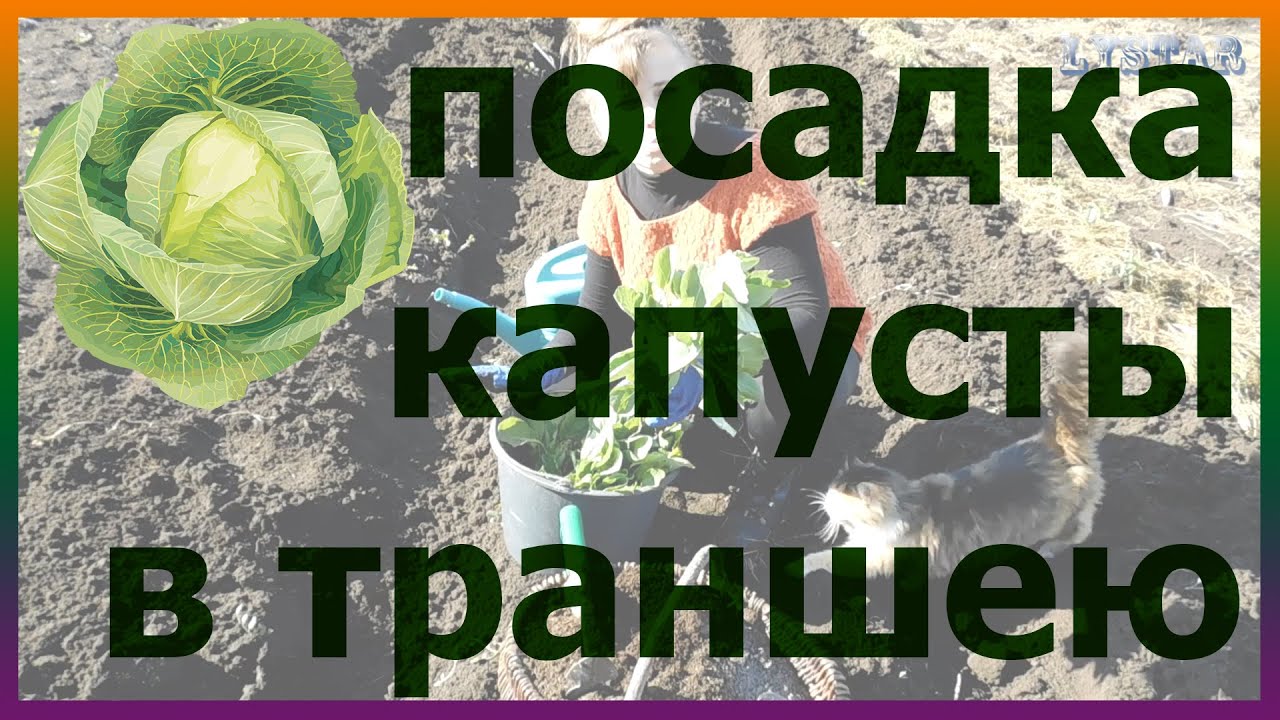 Посадка капусты в траншею. Как сажать капусту в траншею. Капусту в открытый грунт.